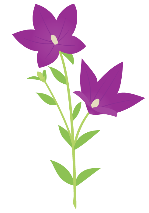 50 桔梗 イラスト 無料 無料の印刷可能なイラスト素材