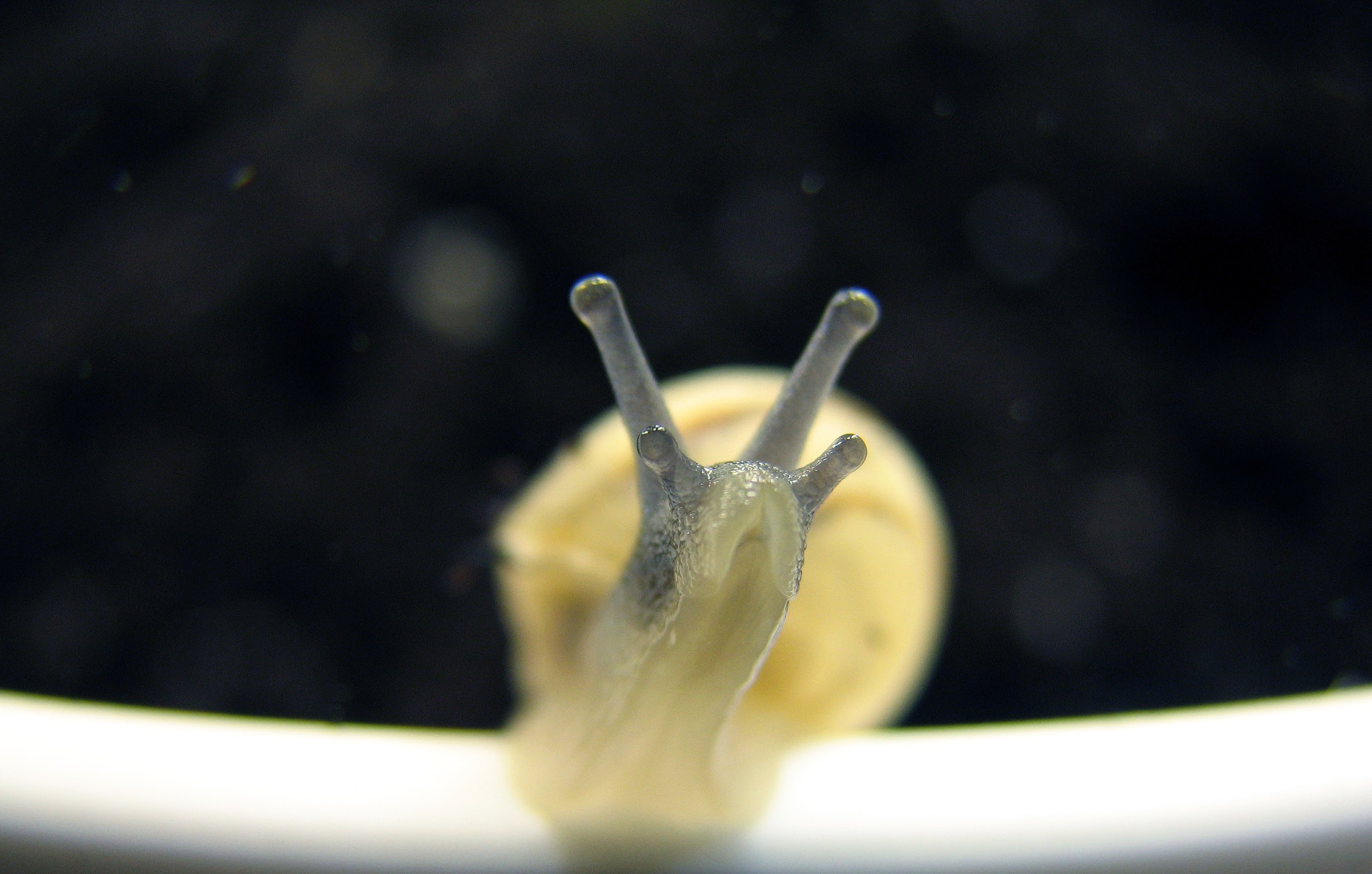http://upload.wikimedia.org/wikipedia/commons/3/3b/Snail-front-0A.jpg