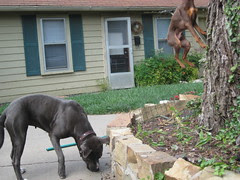 Duncan taking the Initiative to catch Squirrels