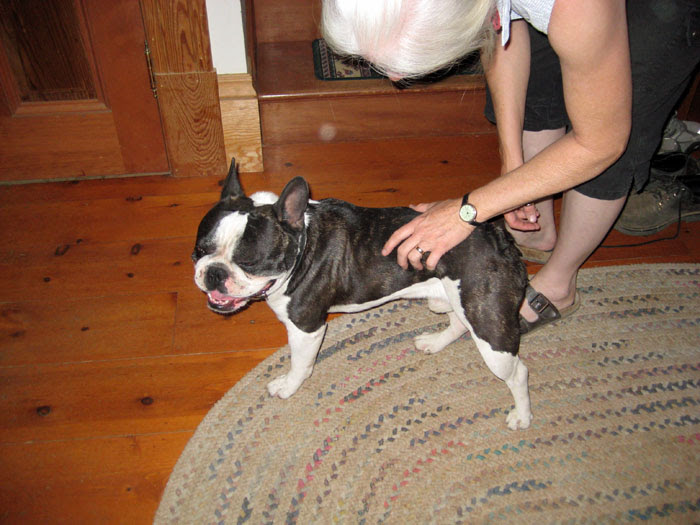 dog lost found collar