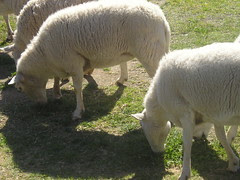 sheep4