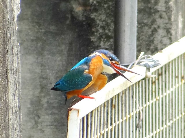 魚狗/無限台南
