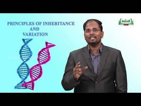 12th Bio Zoology Principles of Inheritance Variation Part 1 Kalvi TV