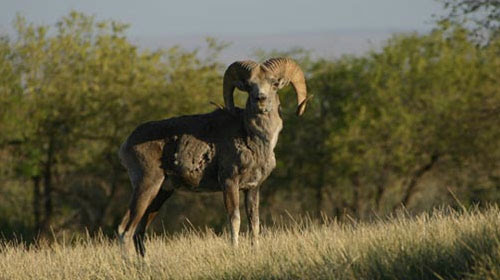 argali1 10 Mammals You Never Knew Existed