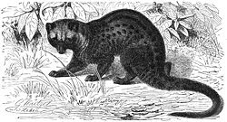 Musang luwak, Paradoxurus hermaphroditus. Lukisan oleh Gustav Mützel, 1927.