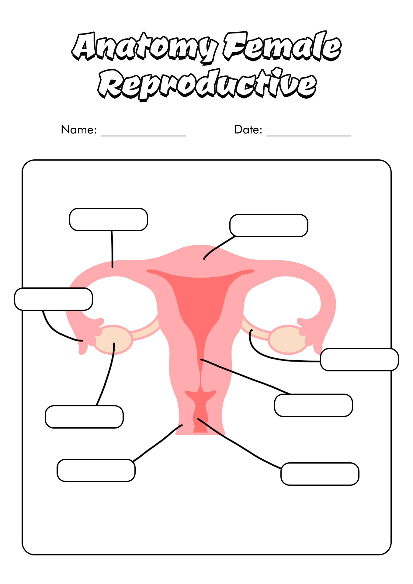 Blank Diagram Of Human Reproductive Systems Male Reproductive System