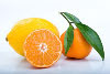 oranges oranges