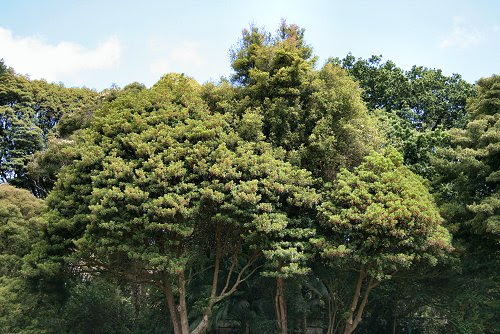 20090616-vs-1994
