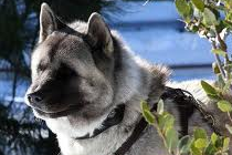 Akita SC