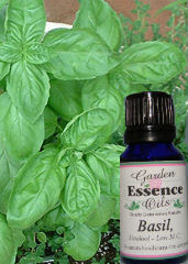 Garden Essence Oils Basil