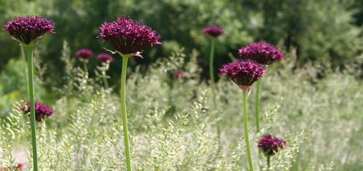 Allium atropurpureum. Pure love. The grass underneath is Festuca glauca, a cool season grass.
