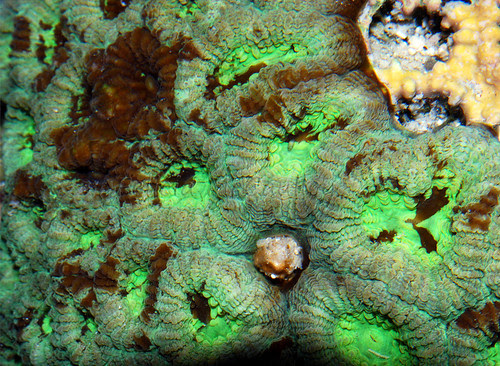 Green Favia brain coral