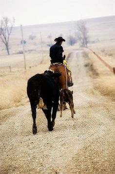 Leading them home... picture by Ree Drummond / The Pioneer Woman, via Flickr