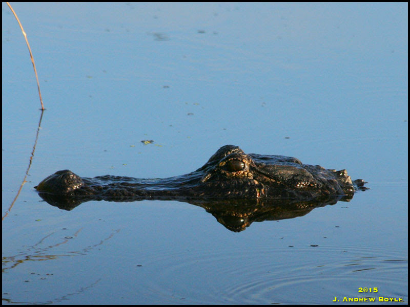 American Alligator American Alligator