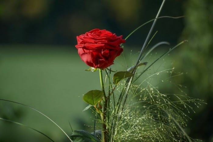 Gambar Bunga Mawar Merah Berdarah Gambar Bunga