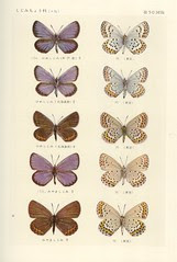 papillon 50