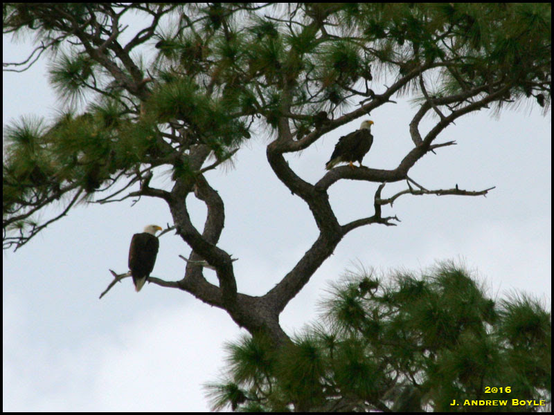 Bald Eagle Bald Eagle