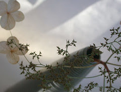 Seed Pod