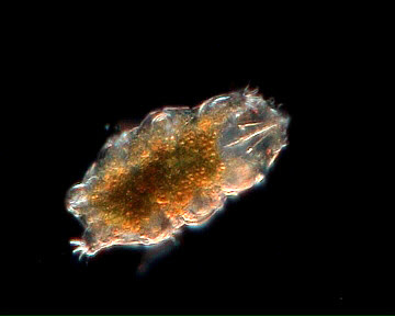 http://www.baertierchen.de/tardigrade/tardigrade11/tardigrades.jpg
