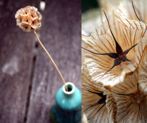 little star-studded seedpod