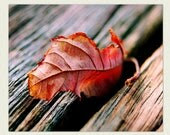 Photography: Autumn Wall Decor, Red Fall Leaf Wall Art - First Leaf of Fall - Autumn photography, fall home decor, crimson red, umber - TraceyCapone Photography: Autumn Wall Decor, Red Fall Leaf Wall Art - First Leaf of Fall - Autumn photography, fall home decor, crimson red, umber - TraceyCapone