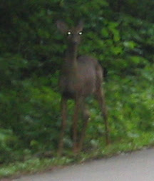 Deer