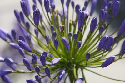 Alium @ Hampton Court Flower Show