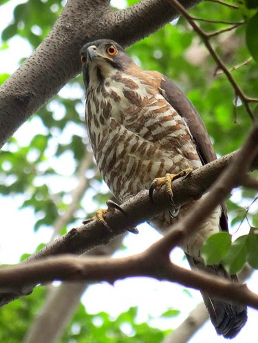 鳳頭蒼鷹/無限台南