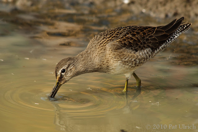 Probing dowitcher (2of2)