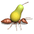 Animated ant with a pear. There are many species of ants and they are widely distributed.