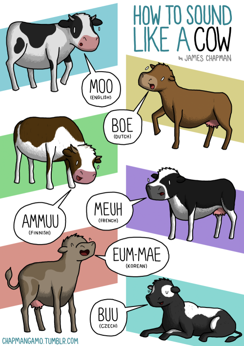 HOW TO SOUND LIKE A COW.
Fun fact: There are more cows in the US than there are people in the UK.
(warning, fact may not be that fun)