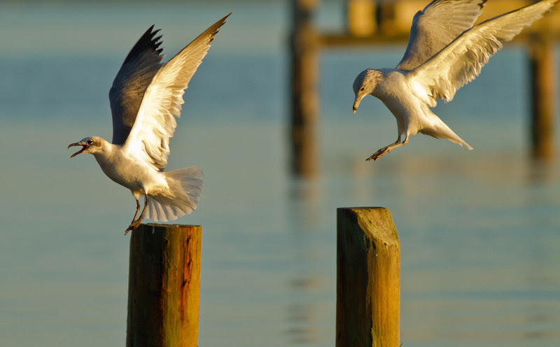 Photo & Video Sharing by SmugMug Photo & Video Sharing by SmugMug