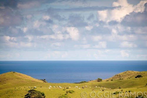 Batanes Itbayat Fluffy Clouds Blue Sea Green Hills Grazing Cows