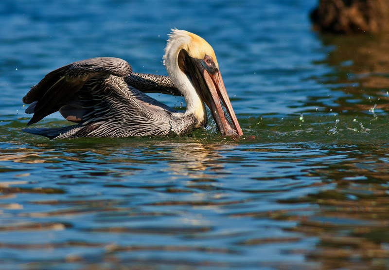 Brown Pelican with Fish