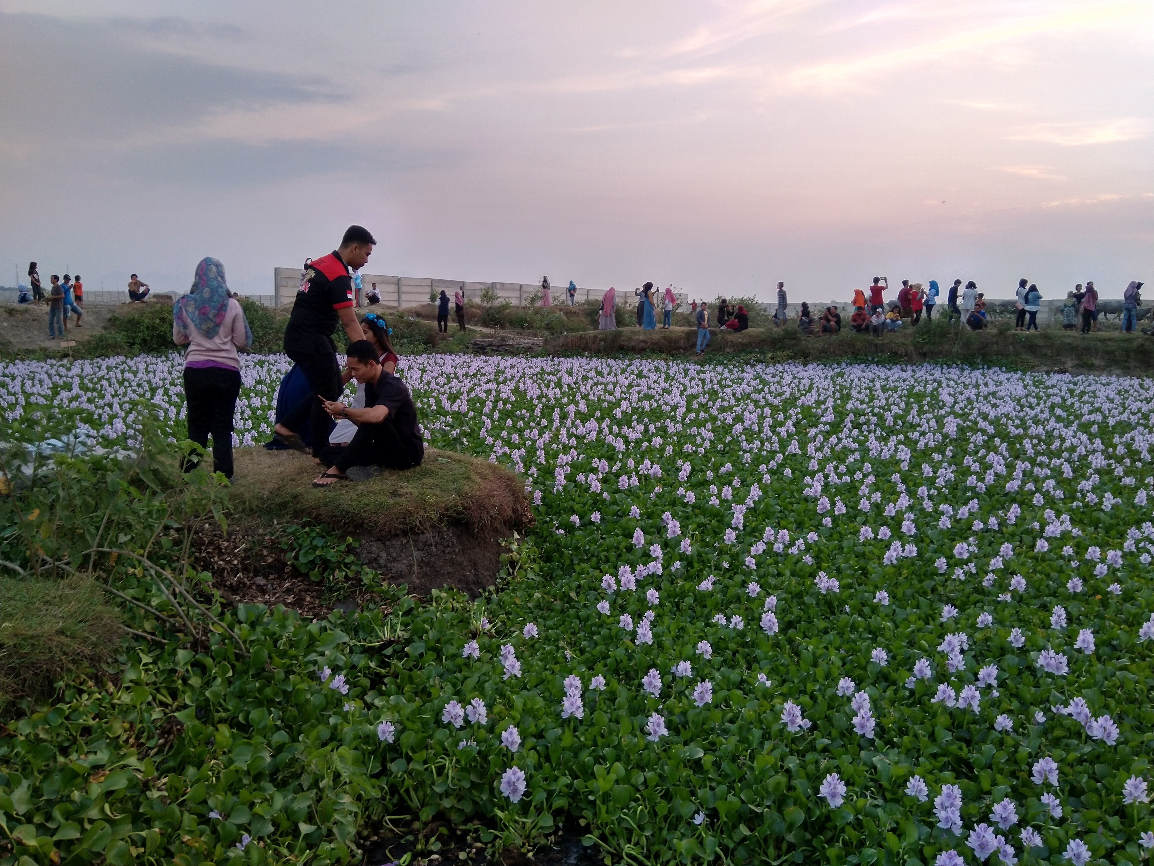 Paling Bagus 22 Gambar Bunga Eceng Gondok Dan Penjelasannya Koleksi Bunga Hd