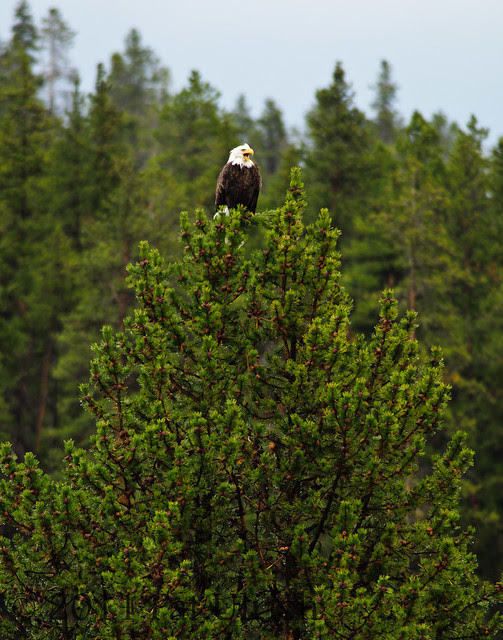 Bald eagle in Yellowstone - Pat Ulrich Wildlife Photography