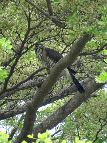 鳳頭蒼鷹/無限台南
