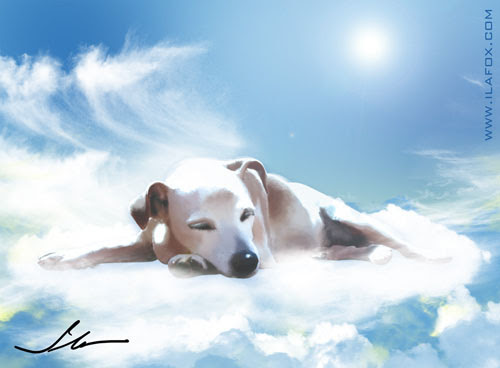 catita no céu dos cachorros by ila fox