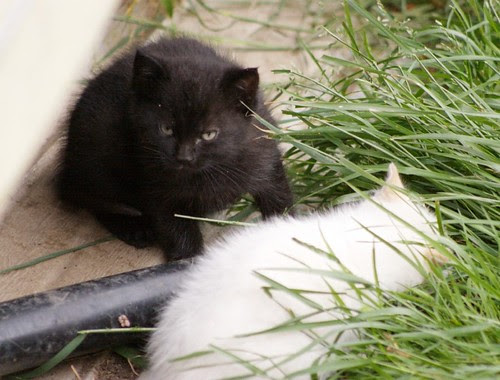 Kittens Black & White