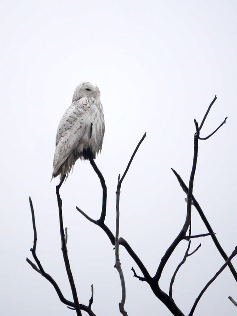 Ed Gaillard: birds &emdash; Snowy Owl, Jamaica Bay