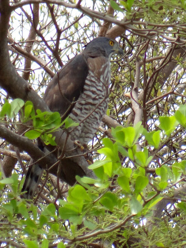 鳳頭蒼鷹/無限台南