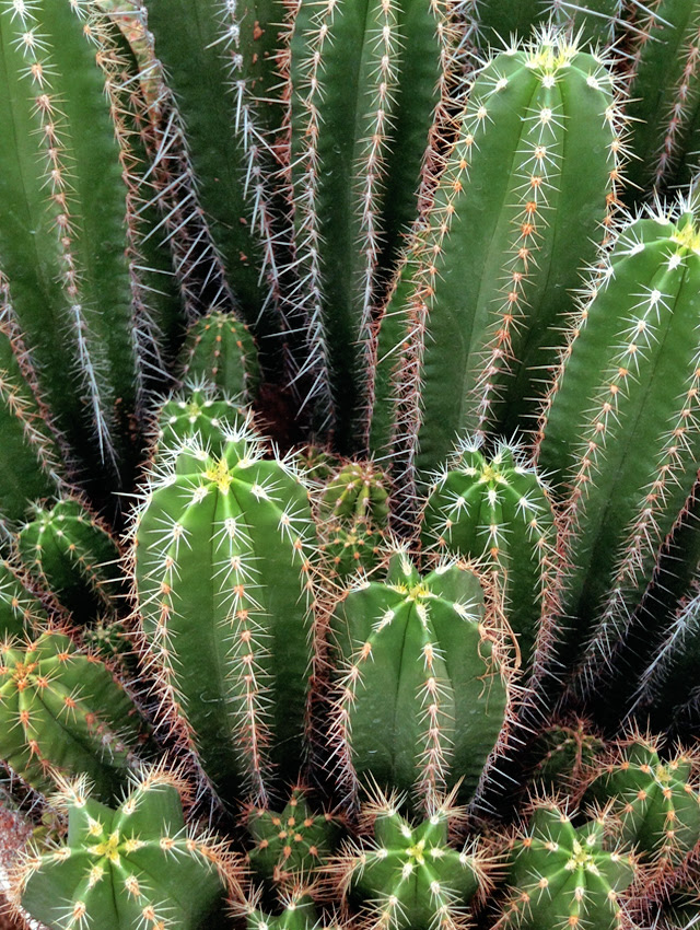Vivero de Cactus La Union