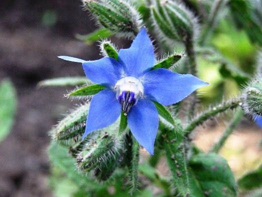 O Best plants for bees - what to plant for honey bees (8)