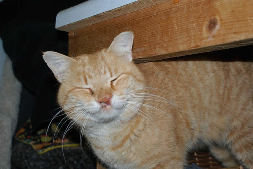 Sun Porch Cat Cliff
