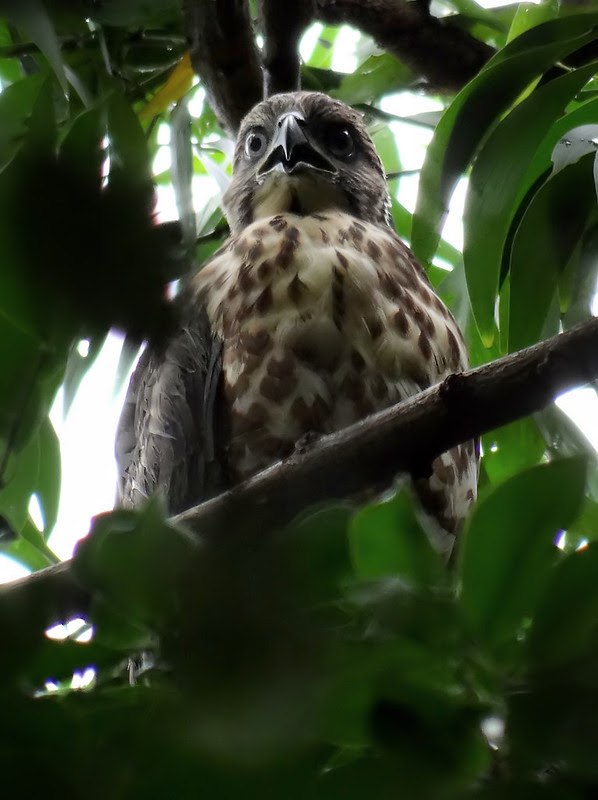 鳳頭蒼鷹/無限台南