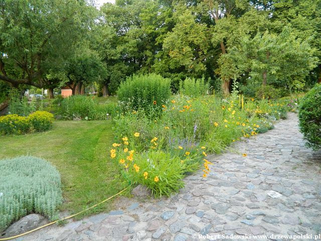 Ogród - herbarium przy Szpitalu Św. Ducha we Fromborku