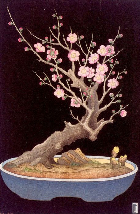 A Japanese Dwarf Plum Tree A Japanese Dwarf Plum Tree
