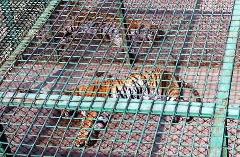 tiger farms