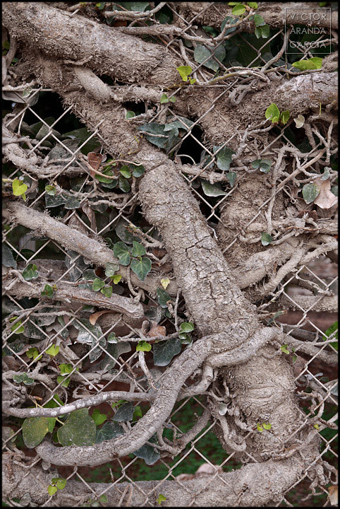 Enredadera (Bétera 2010)