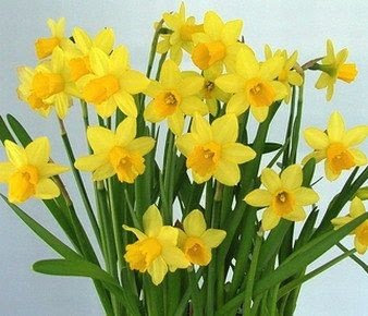25 Quality Daffodil Bulbs - Tête-à-tête (Small, Yellow) - Freshly Imported from Holland